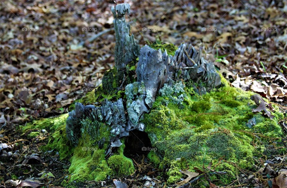 a tree stump that could be a hobbot's home.