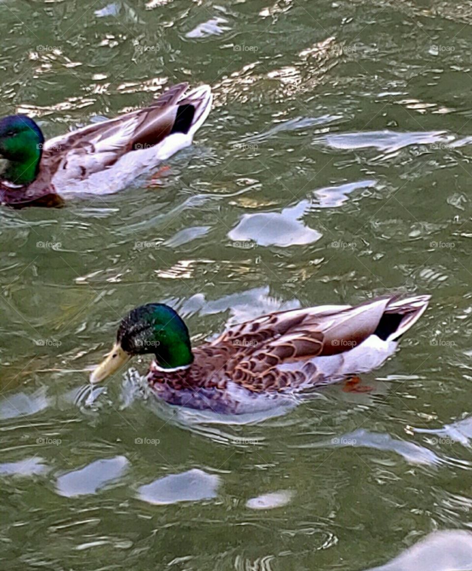 Beautiful Ducks!