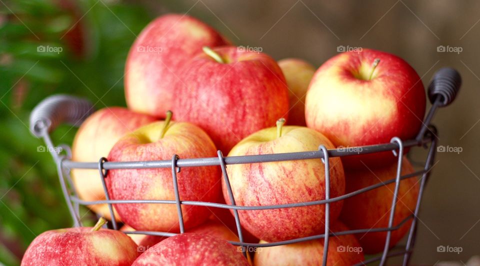 Apple Season - Gala apples in a wire basket, blurred plant in the background 