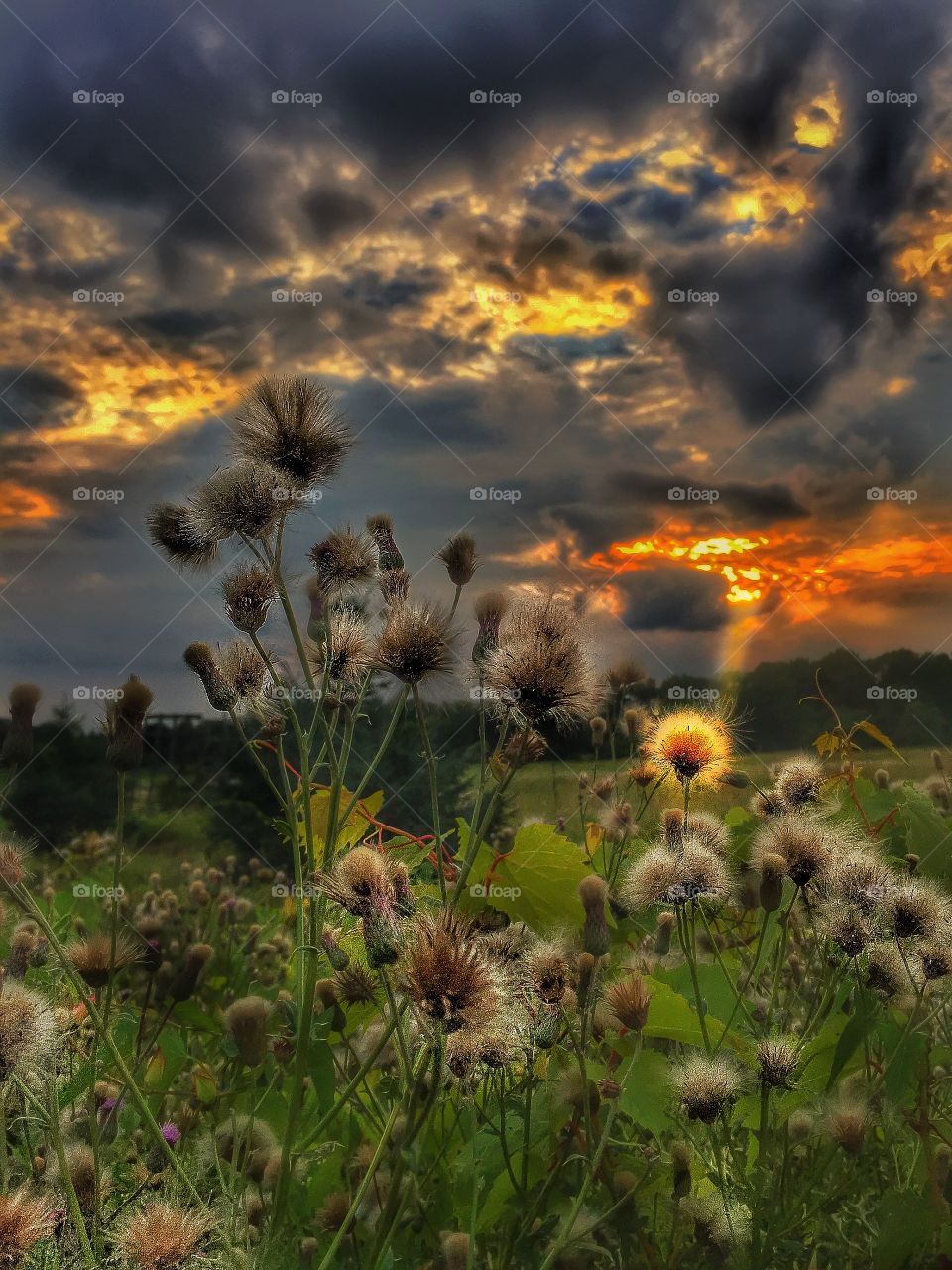 Wild flowers and a sunbeam . Budding dandelions look amazing under a sunset. 