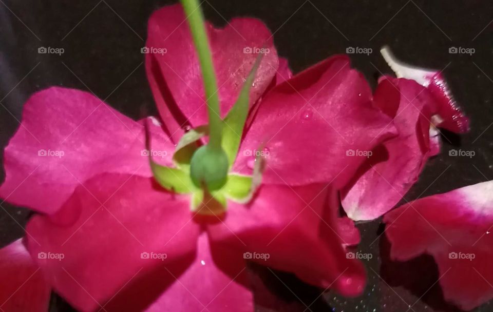 Beautiful view of red roses