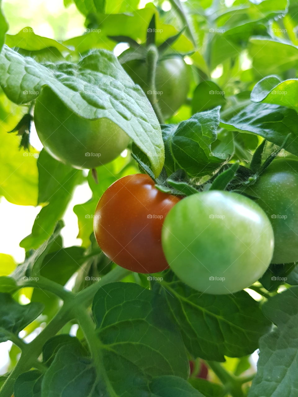 tomato 
tomat
hemmaodlad
ekologisk
busktomat
skörda