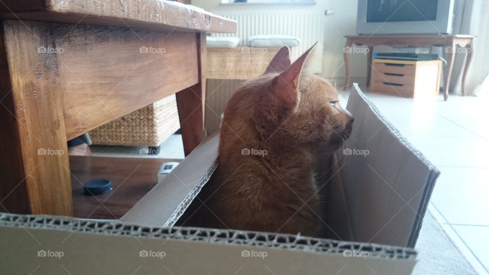 Red cat. Hiding in the box