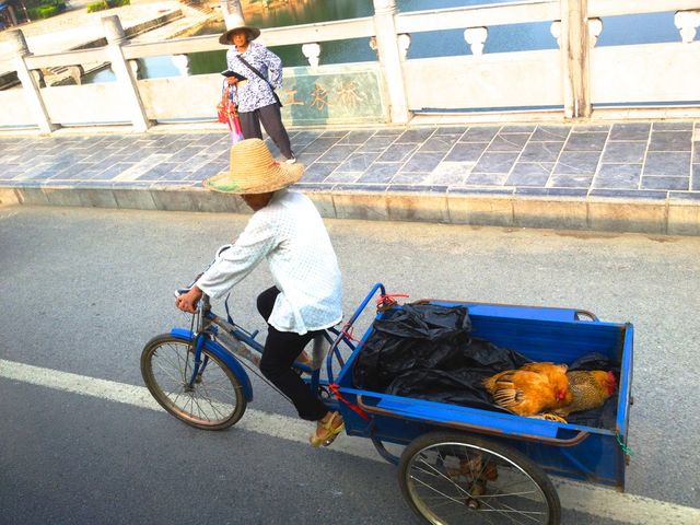 Transporting chickens