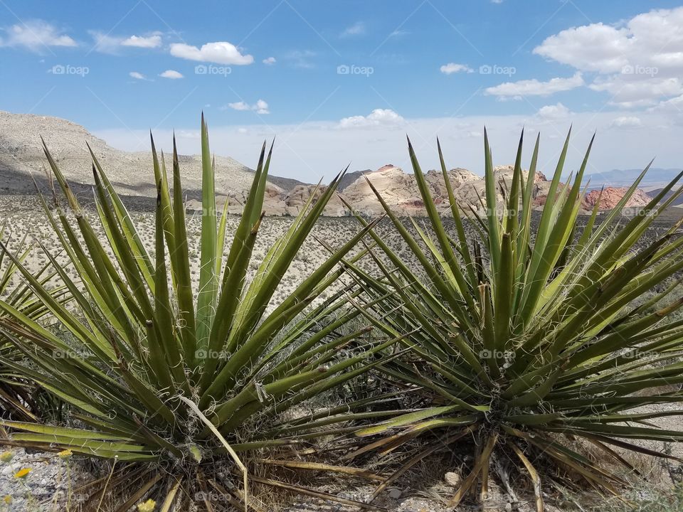 Spanish Bayonet with red rock in background