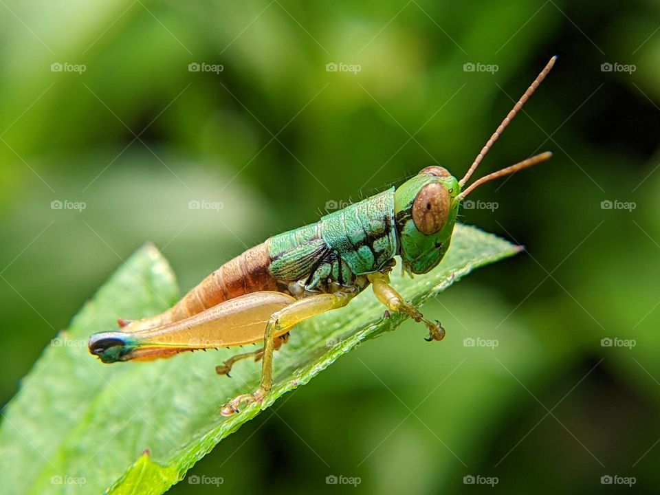 grasshopper