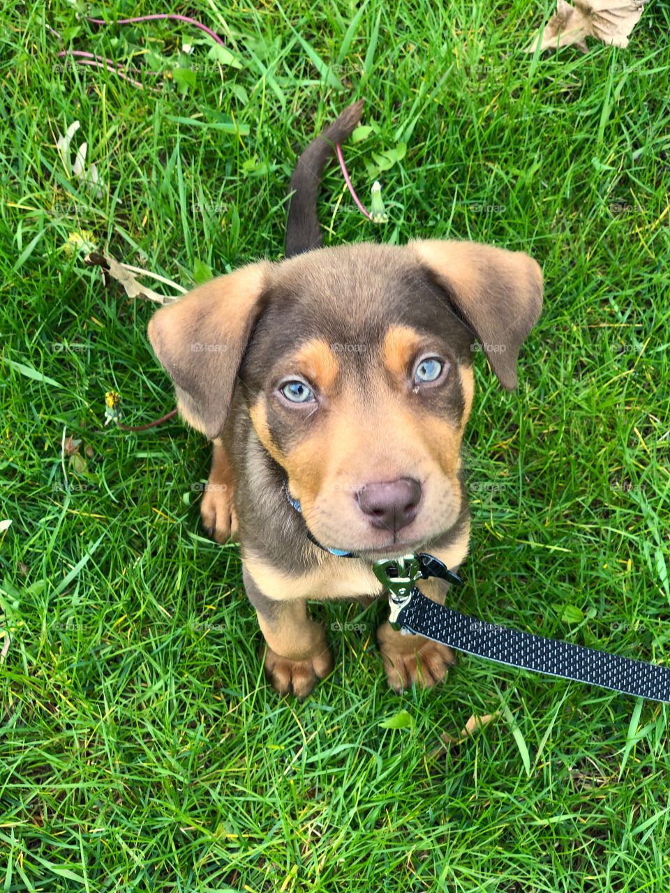Adorable Brown Puppy on a Leash