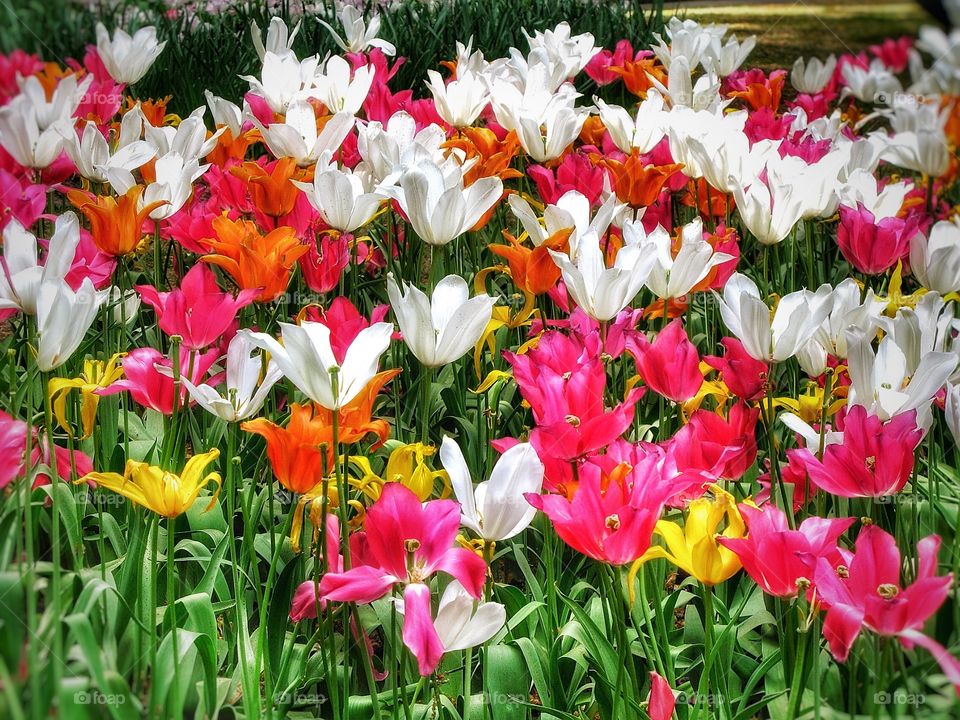 Keukenhof Tulips