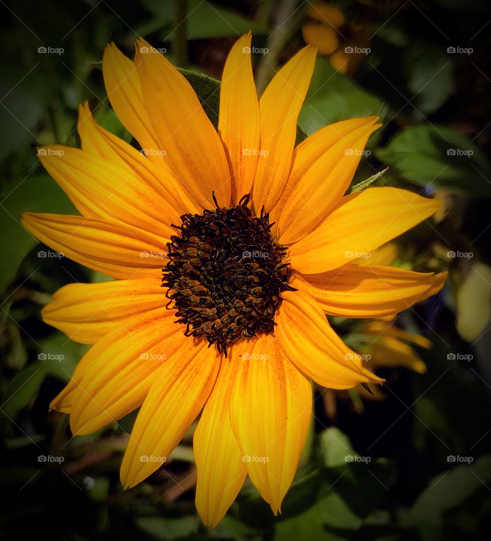 Sun flower 