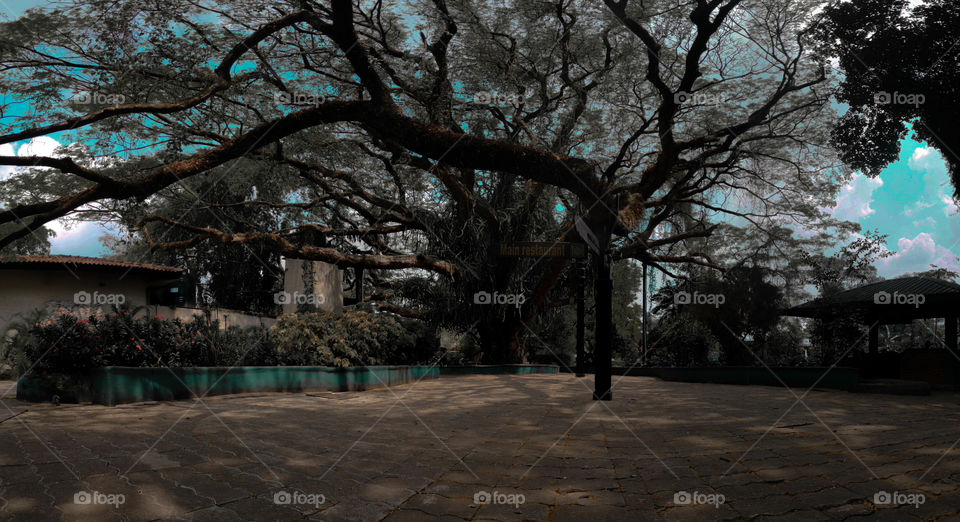 Big tree and blue sky