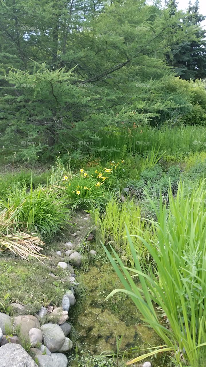 Shafii marsh. Ann Arbor Township