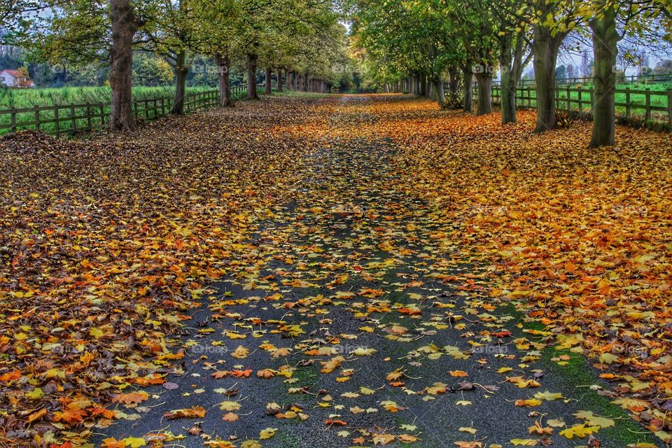 Scattered fallen leaves cover a quiet country road.