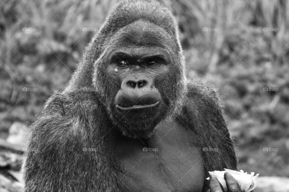 Male gorilla holding lettuce