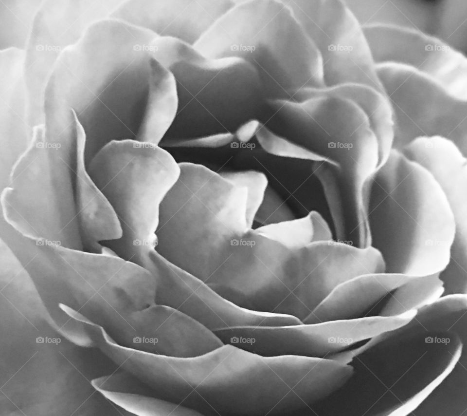 Black and white rose
