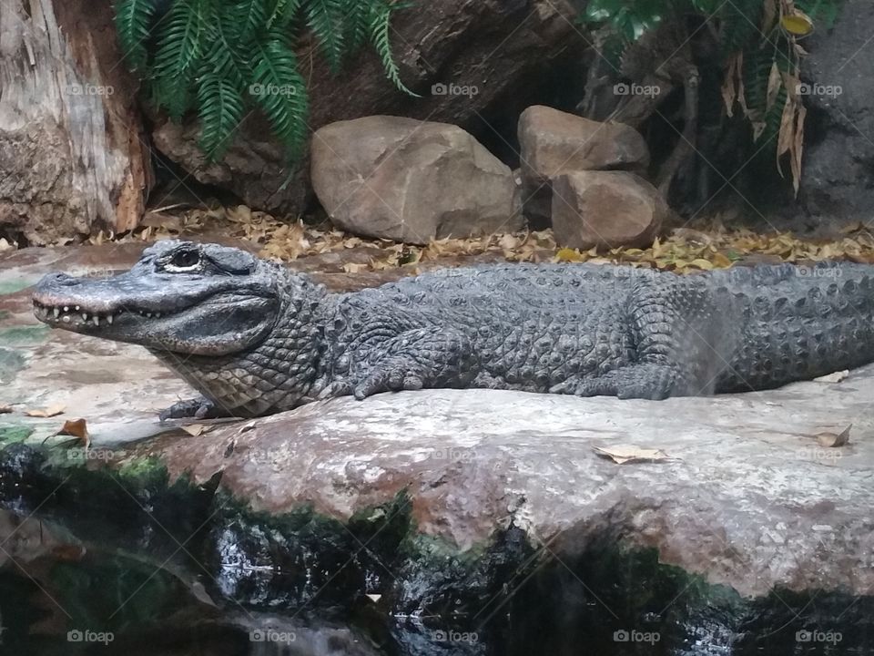 Chinese Alligator On Rocks. A day at the Zoo