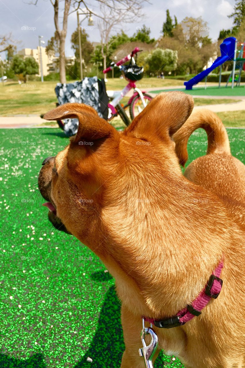 A dog in a playground