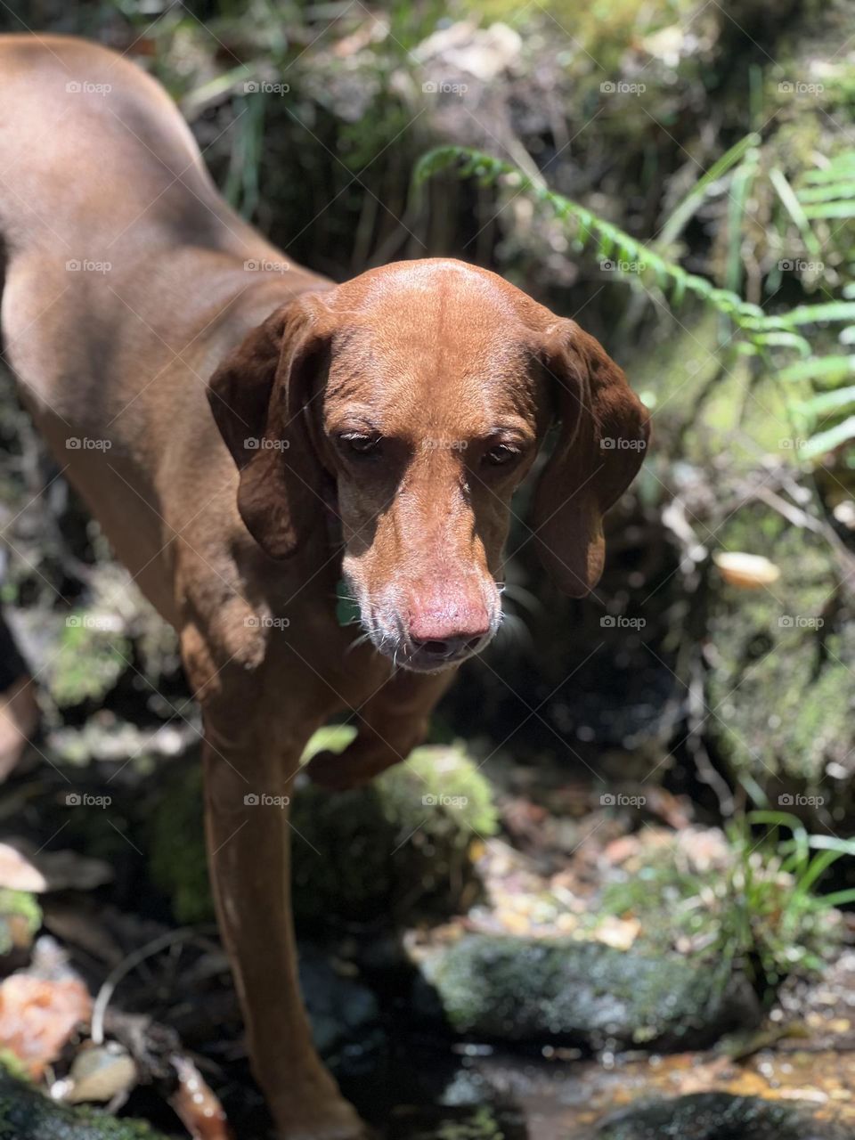 Perro en el bosque 