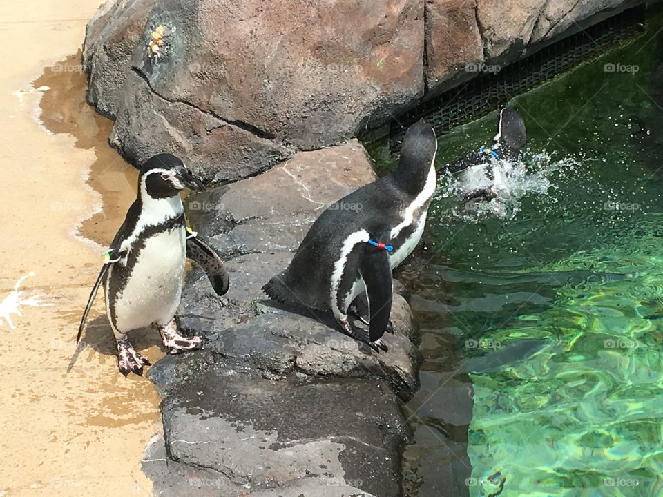 Penguins 