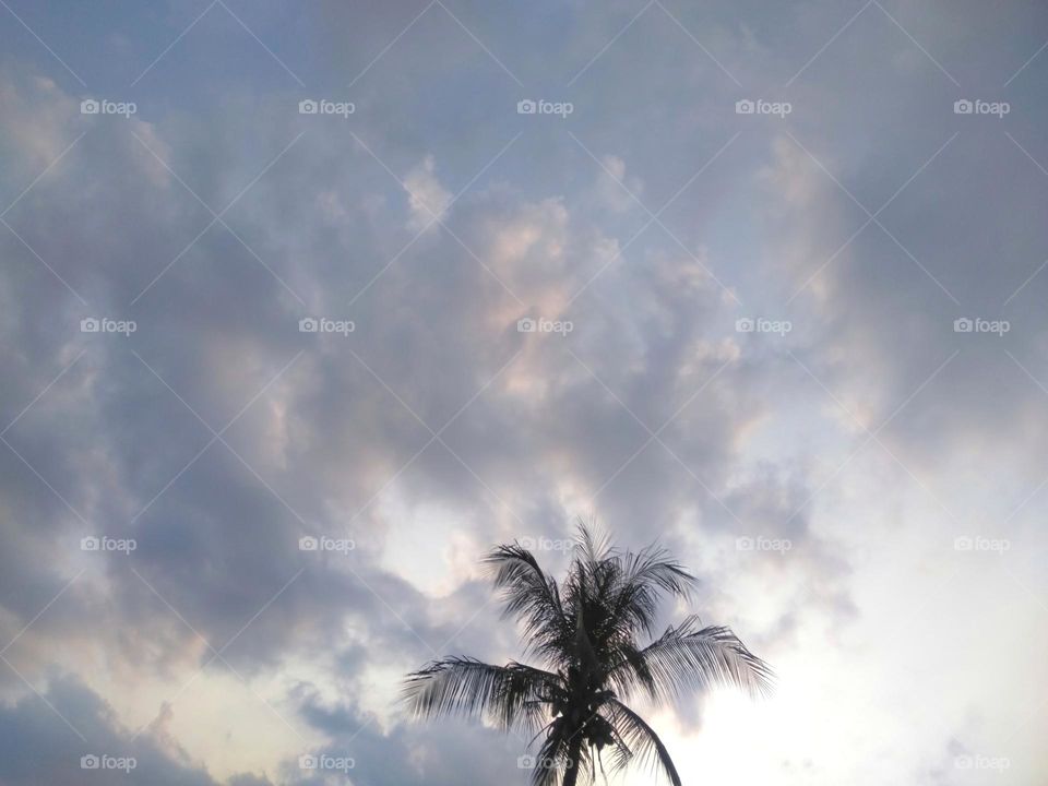 Palm tree on cloudy sky