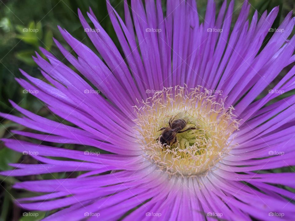 a bee enjoying a blue flower
