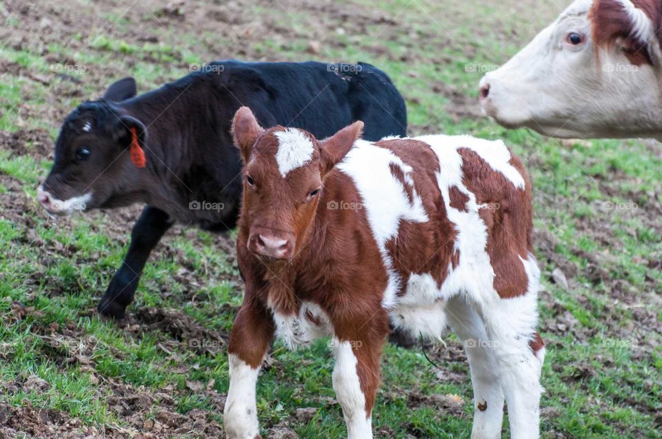 New Baby Calves
