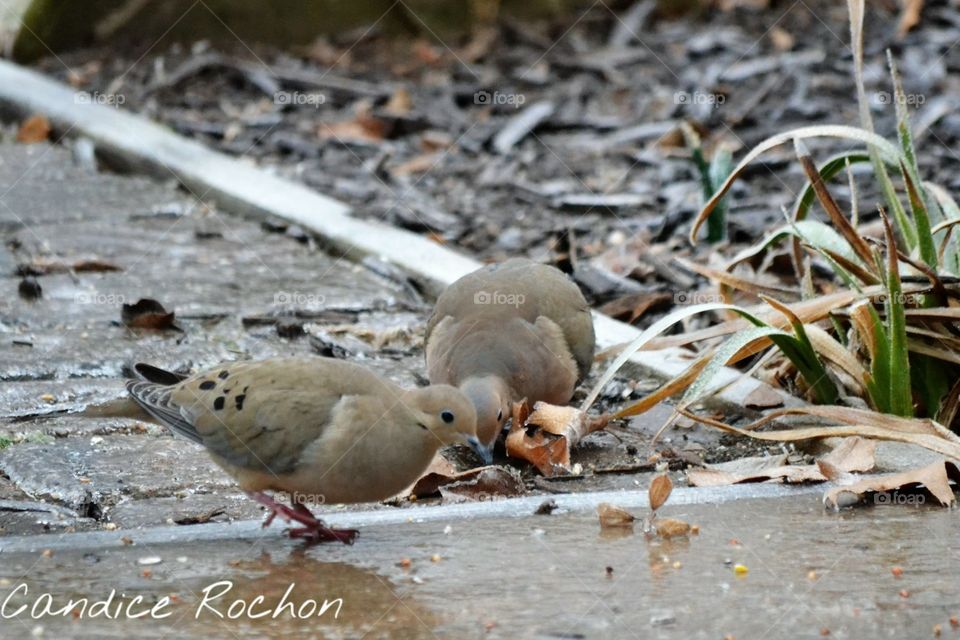 Mourning dove