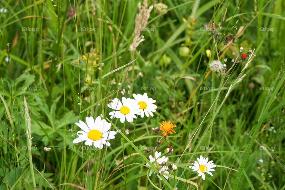 Daisy flowers