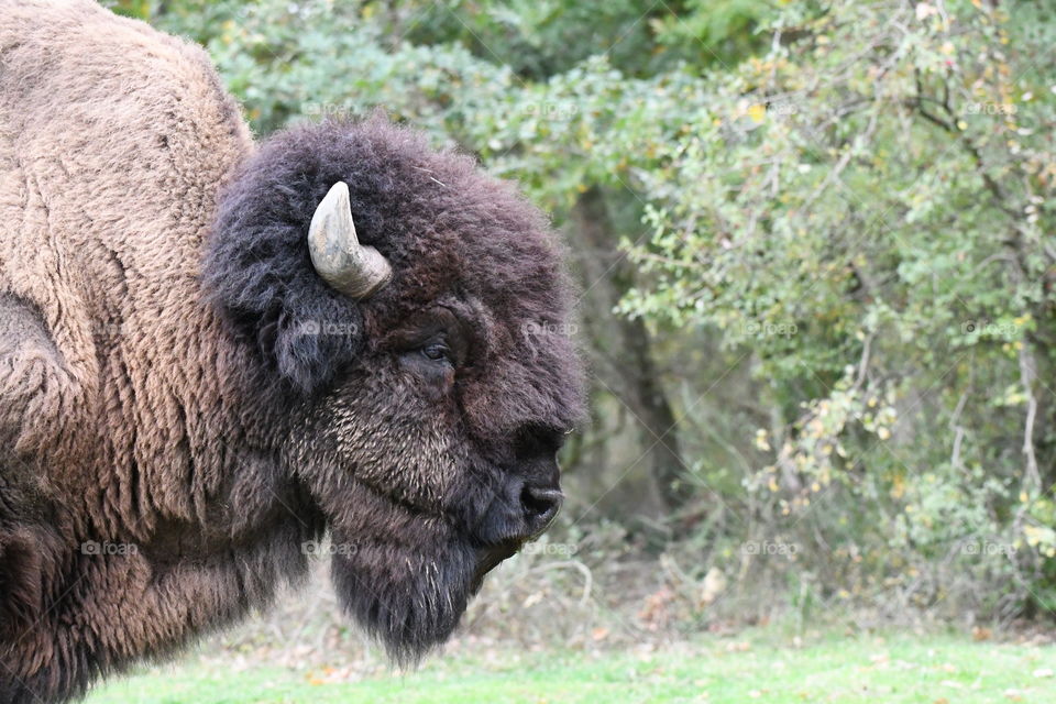 bison