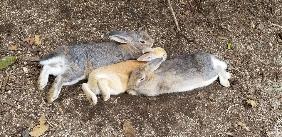 Rabbits sleeping together in Ōkunoshima. They seem comfortable burrowing into each other.