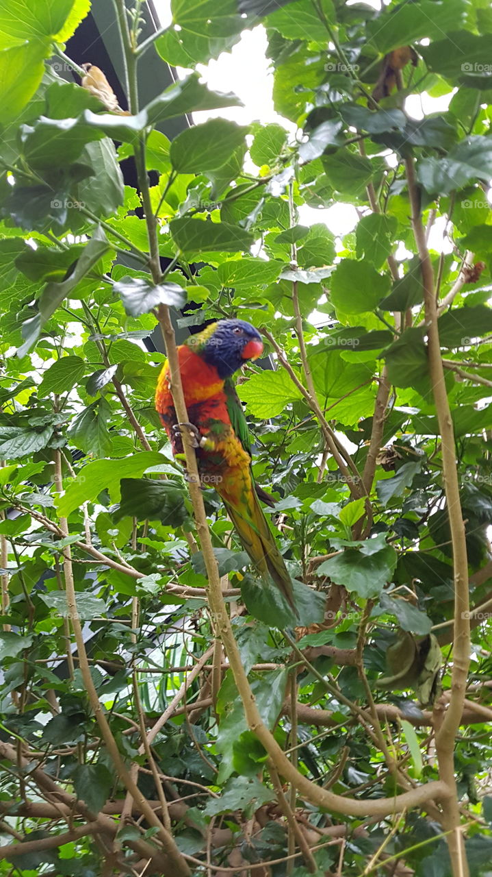 Colourful birds, colourful nature