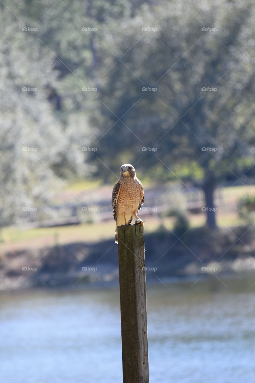 The hunted or the hunter?