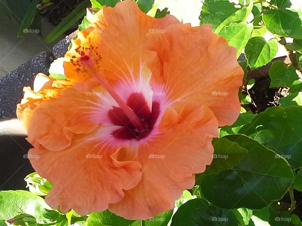 Macro Peach Hibiscus