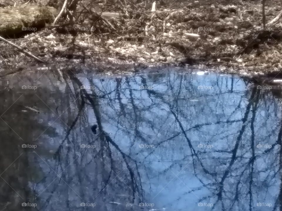 Mirror of nature