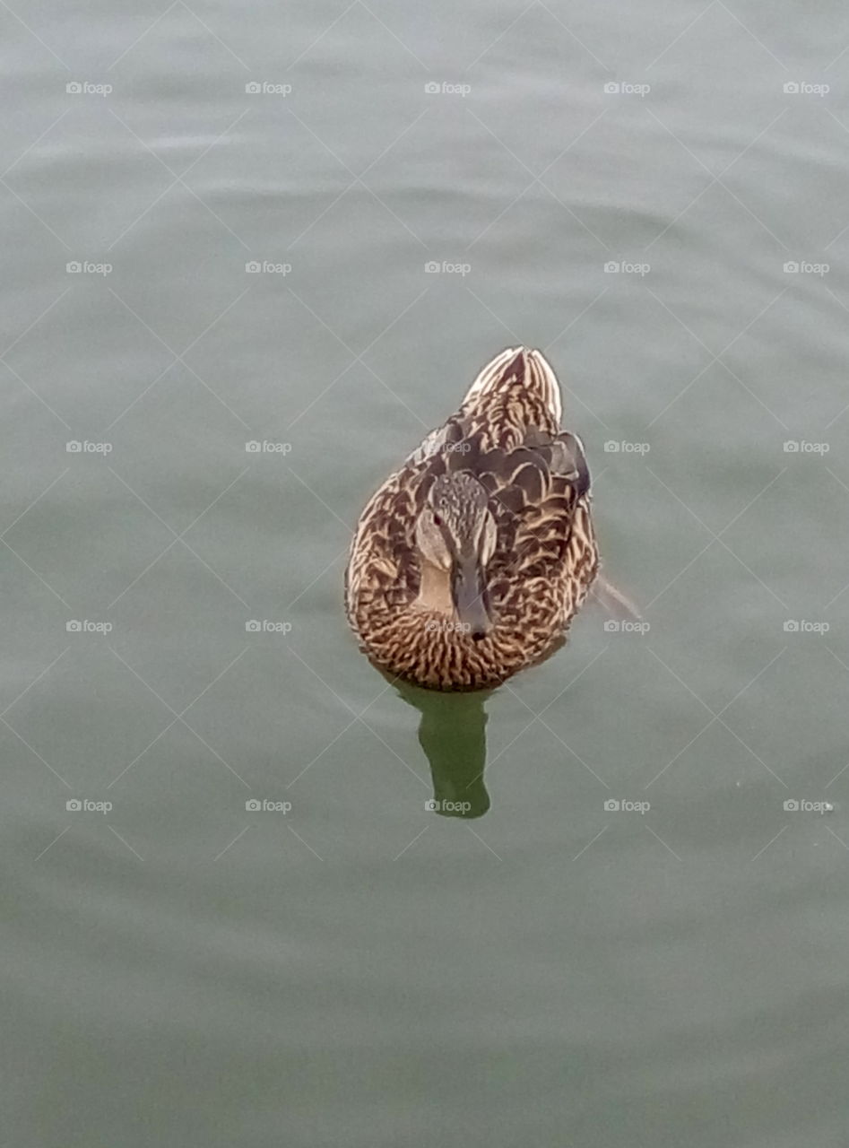 pato sobre agua