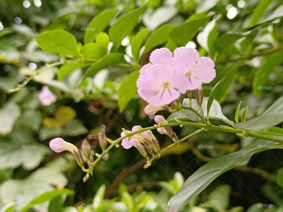 Golden Dewdrop、Pigeon Berry、 Skyflower