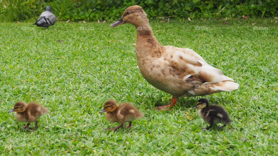 mummy duck with little babies ducks