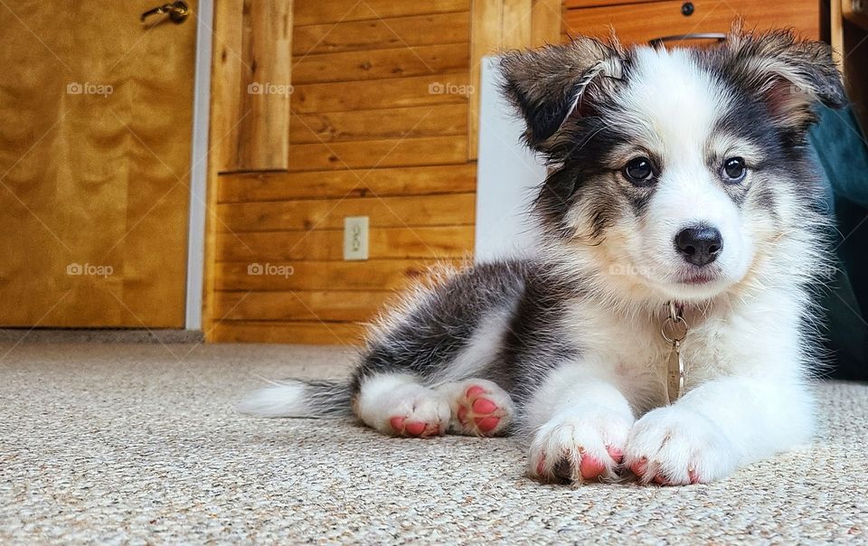 Pink and Black pads on the bottom of the puppy paws