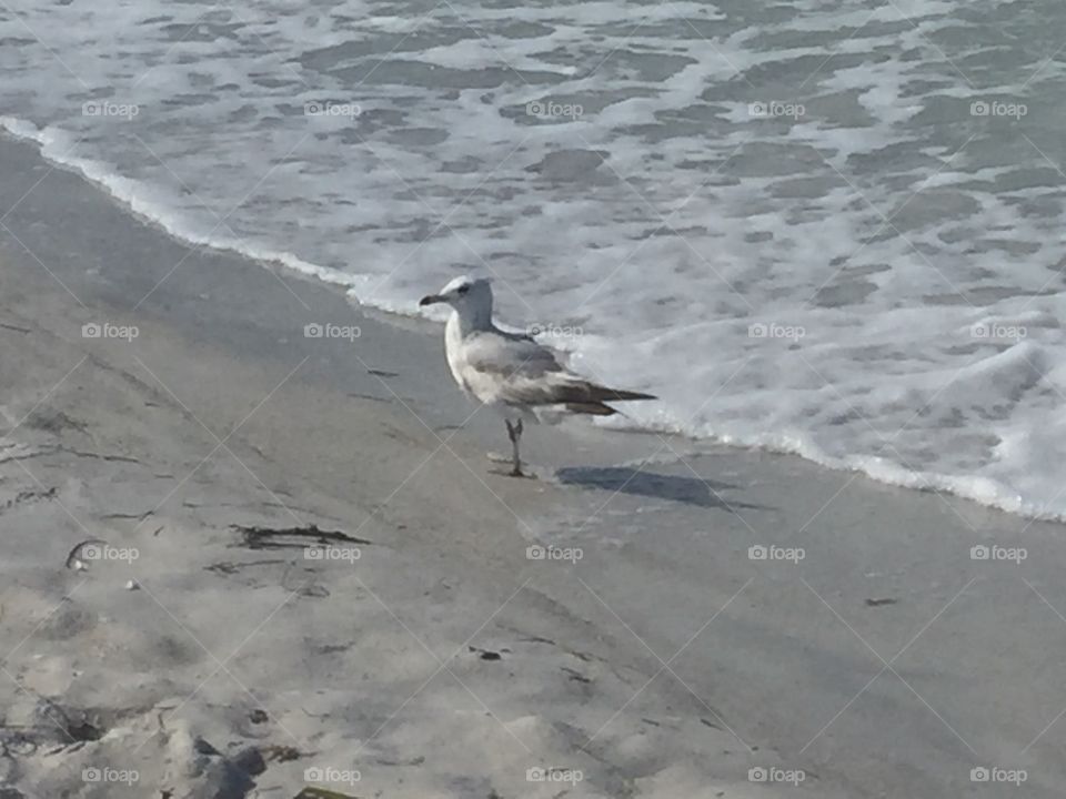 Florida Beach