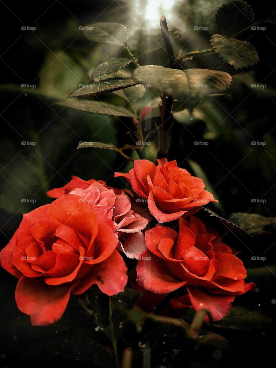 Plants.  In the foreground is a rose bush with red flowers.  A ray of light falls through the dark foliage on the flowers of roses