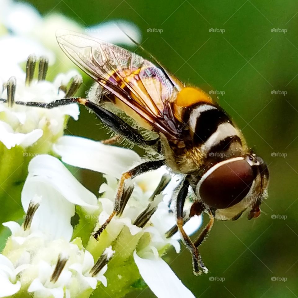 Insect, Nature, Bee, Fly, Wildlife