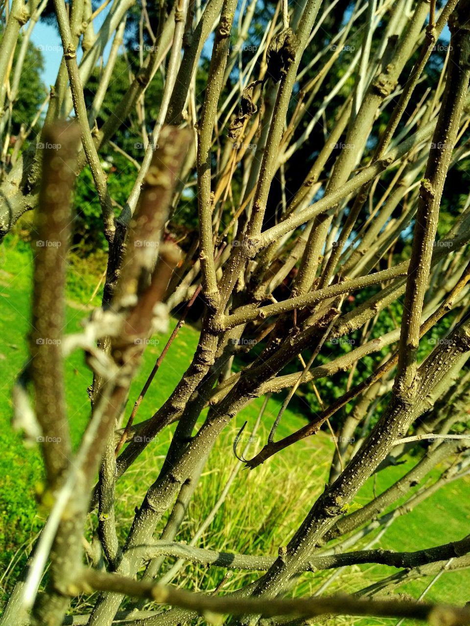 Branches