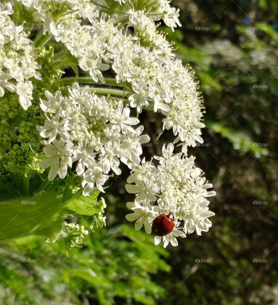 Ladybug sniffing the beautiful flowers
