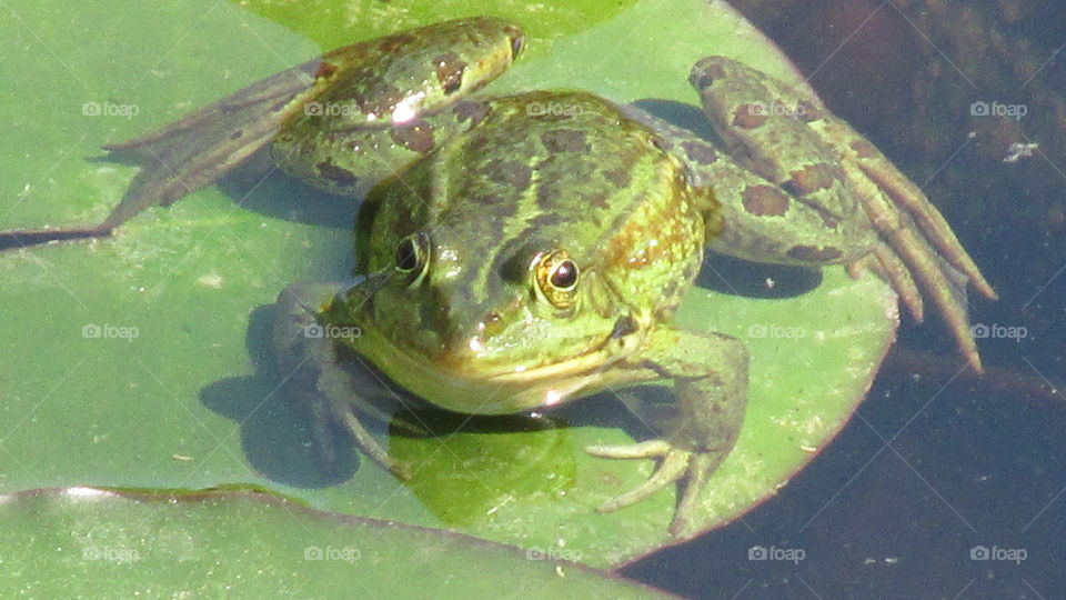 Frog on the water leaf. Touch of nature