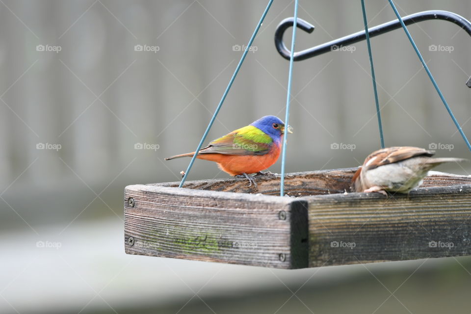 Two birds on a feeder 