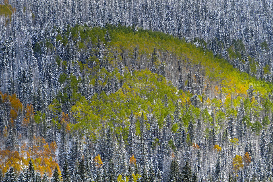The Signs of Winter - snow vrs. fall color in the Aspens