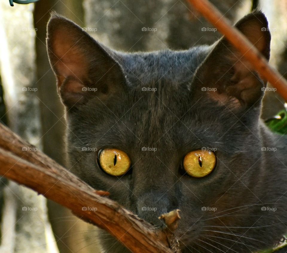 yellow eyes of cat