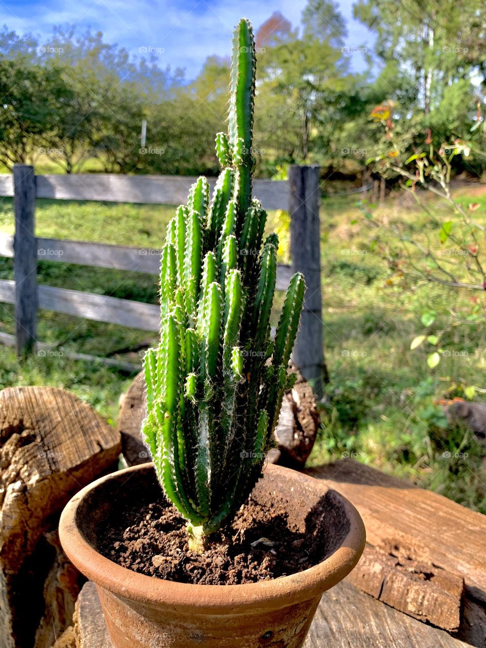 Mini Cactus - Mini Cacto - Cactus in the vase 