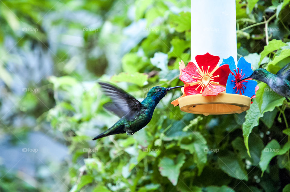 Colibri in national Park