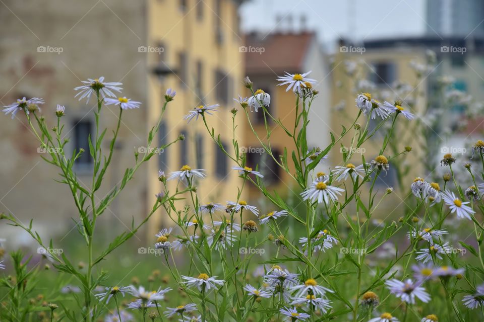 Purple daisies