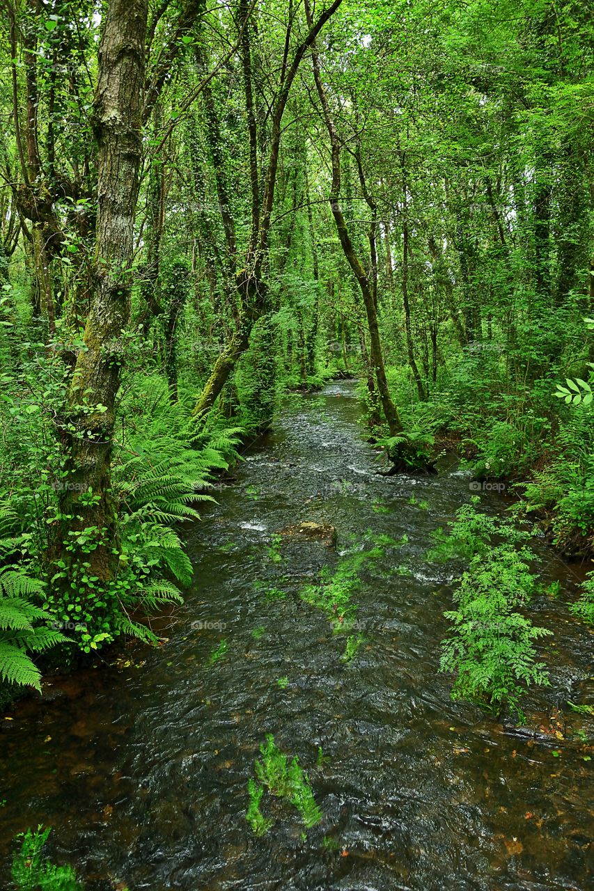 Forest river